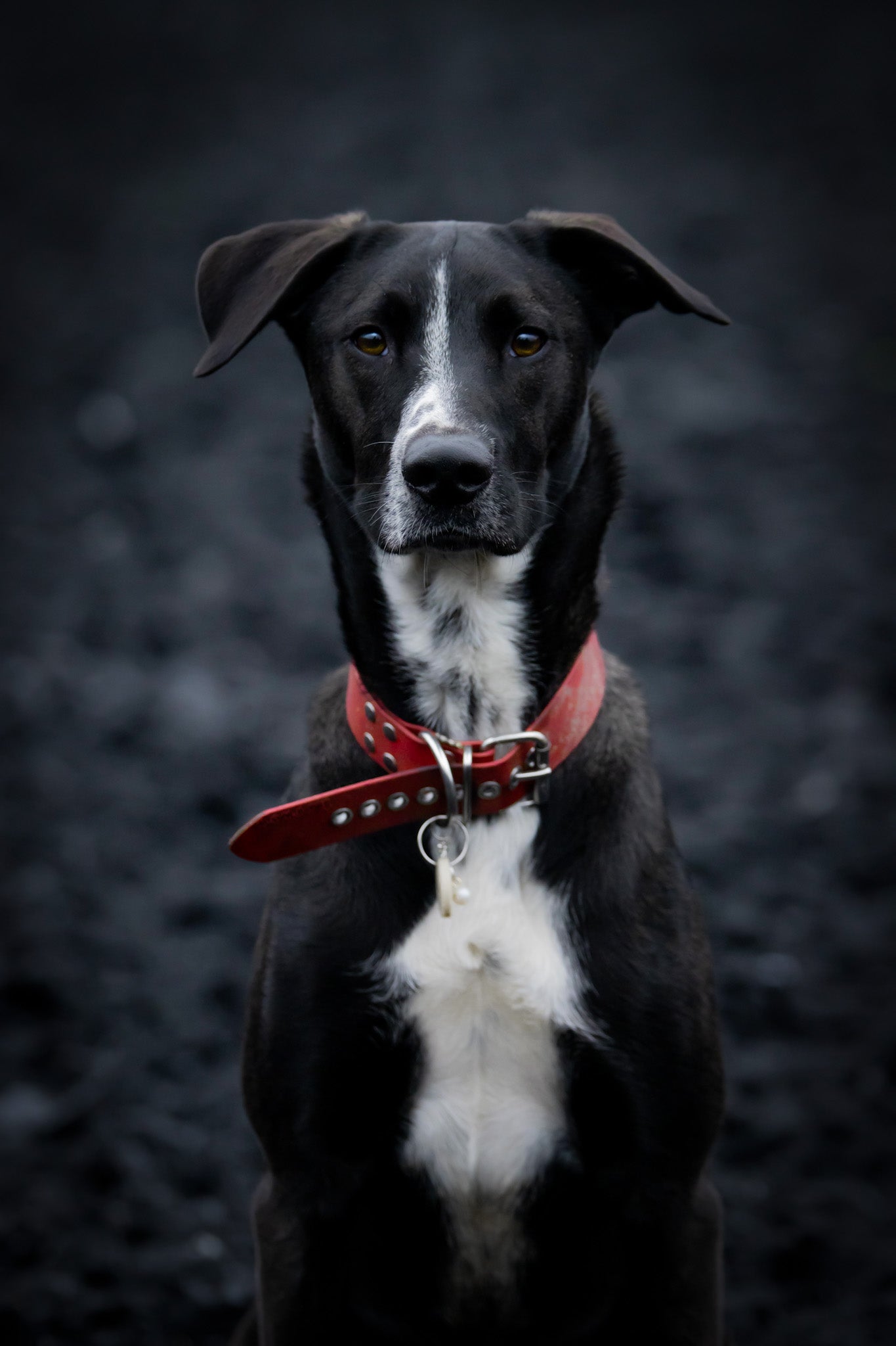 BioThane® Collar