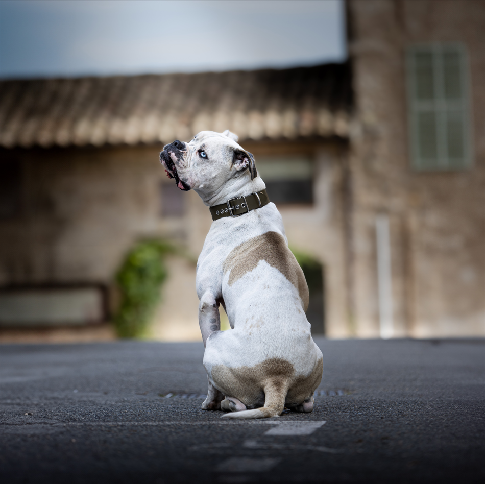 BioThane® Collar