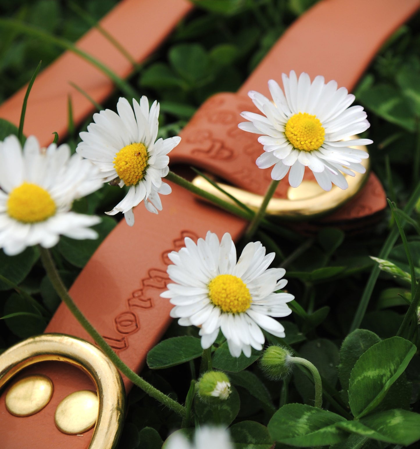 BioThane® Multi-Position Leash