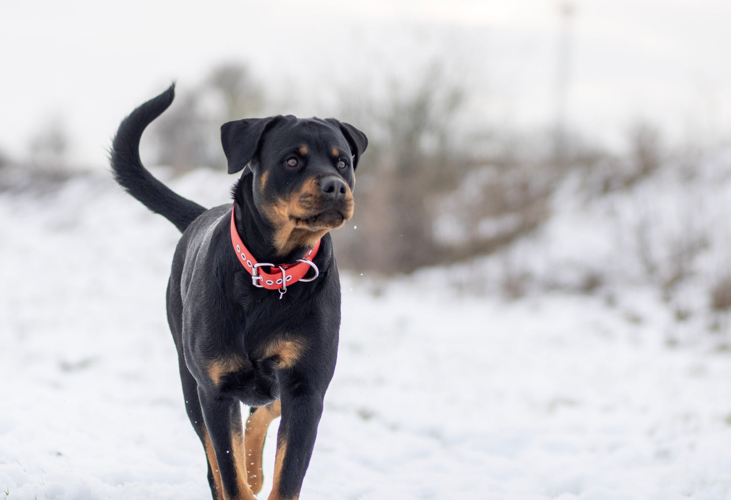 BioThane® Collar
