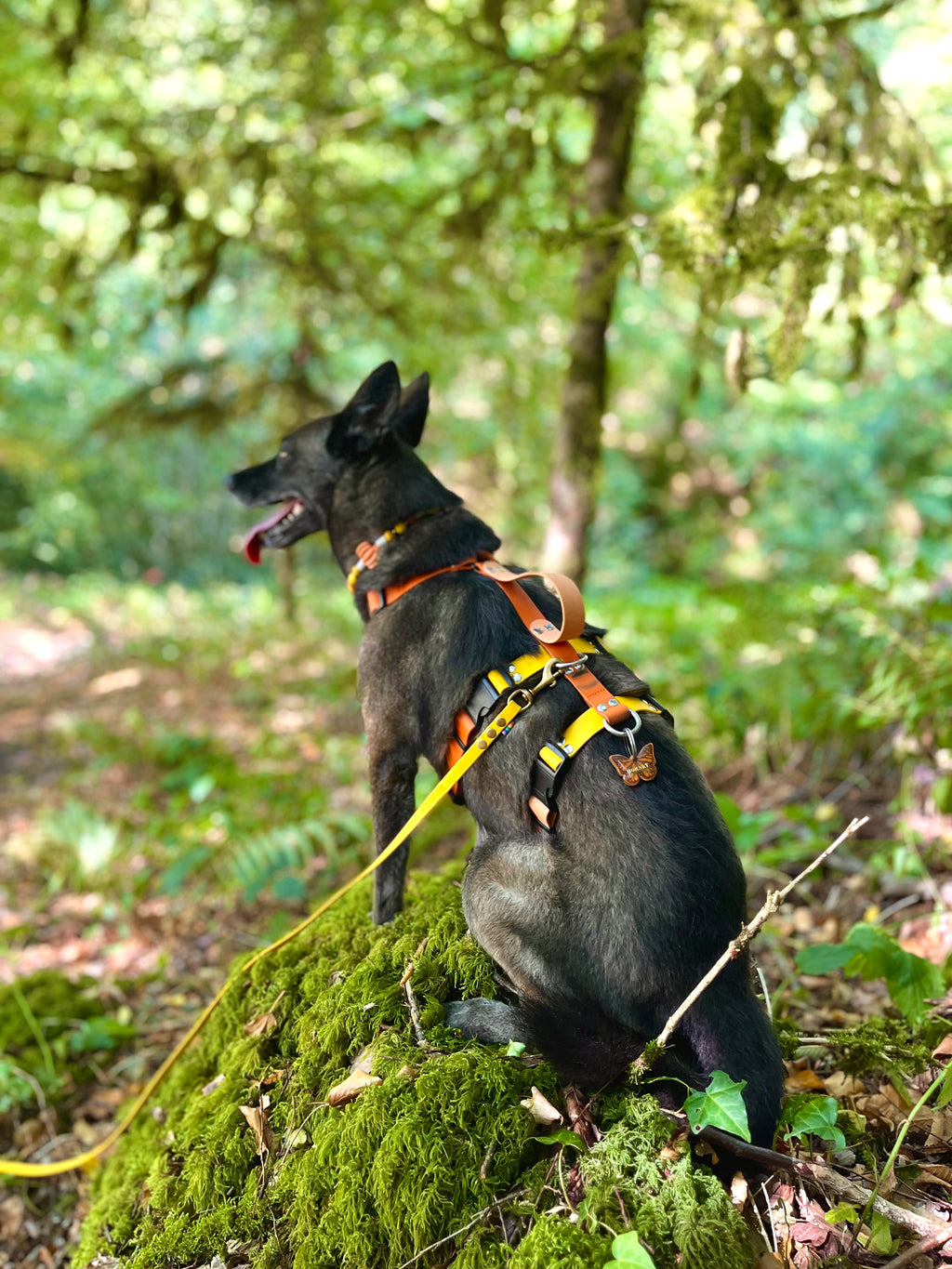 25MM Y-Harness