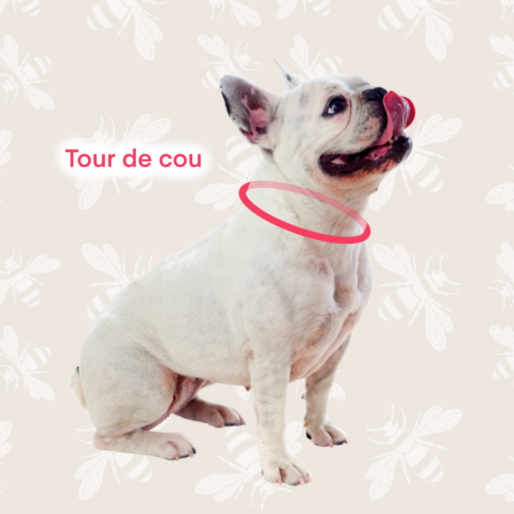 Collier BioThane® chiot