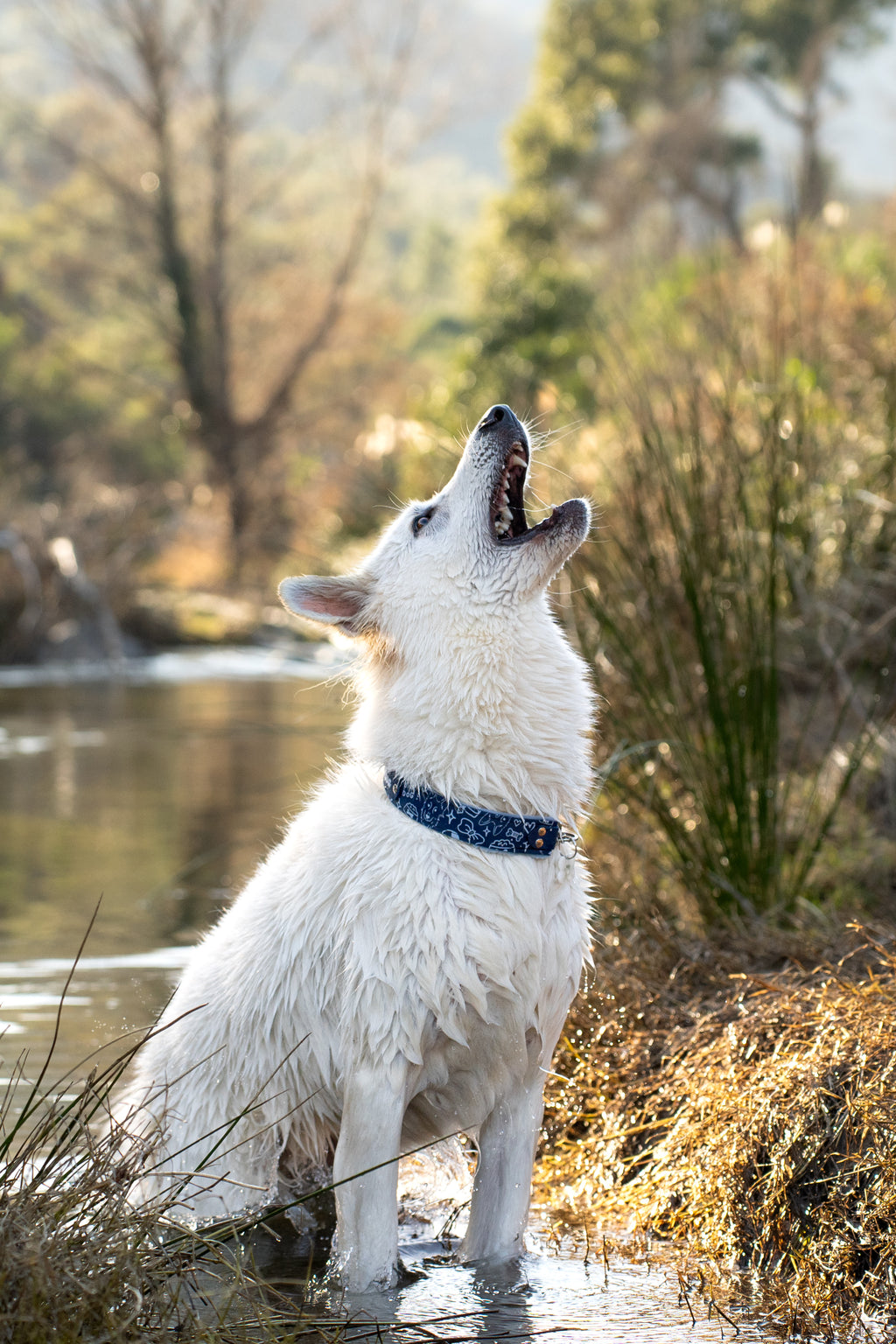 Pack Horney x Sticky Lily