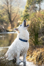 Pack Horney x Sticky Lily