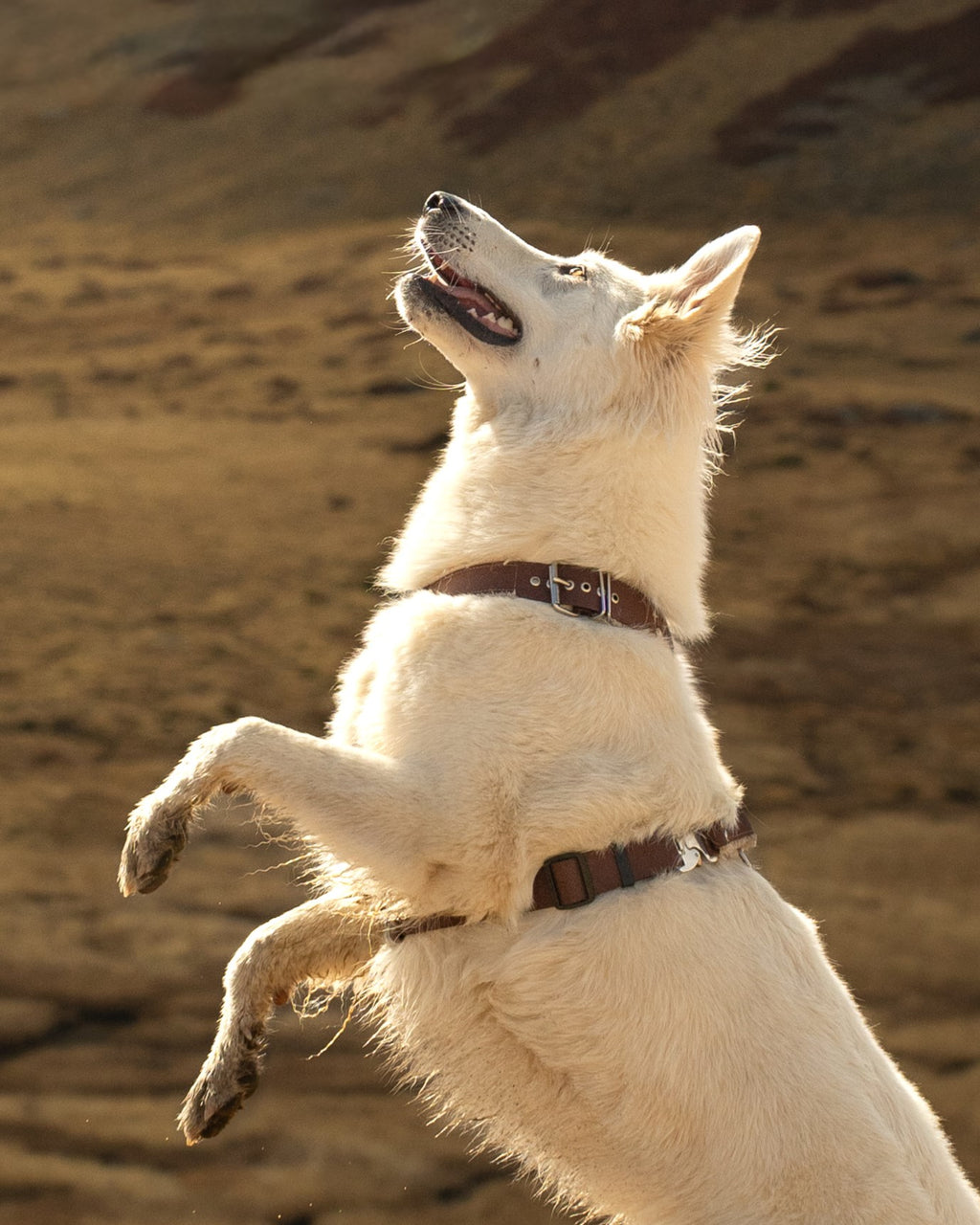 Option ouverture à la tête (ceinture)