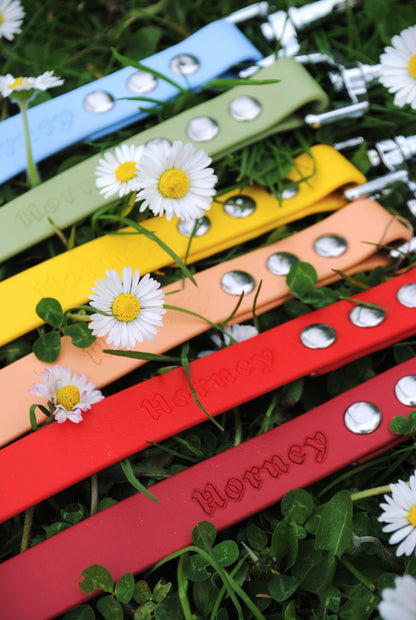 BioThane® Leash