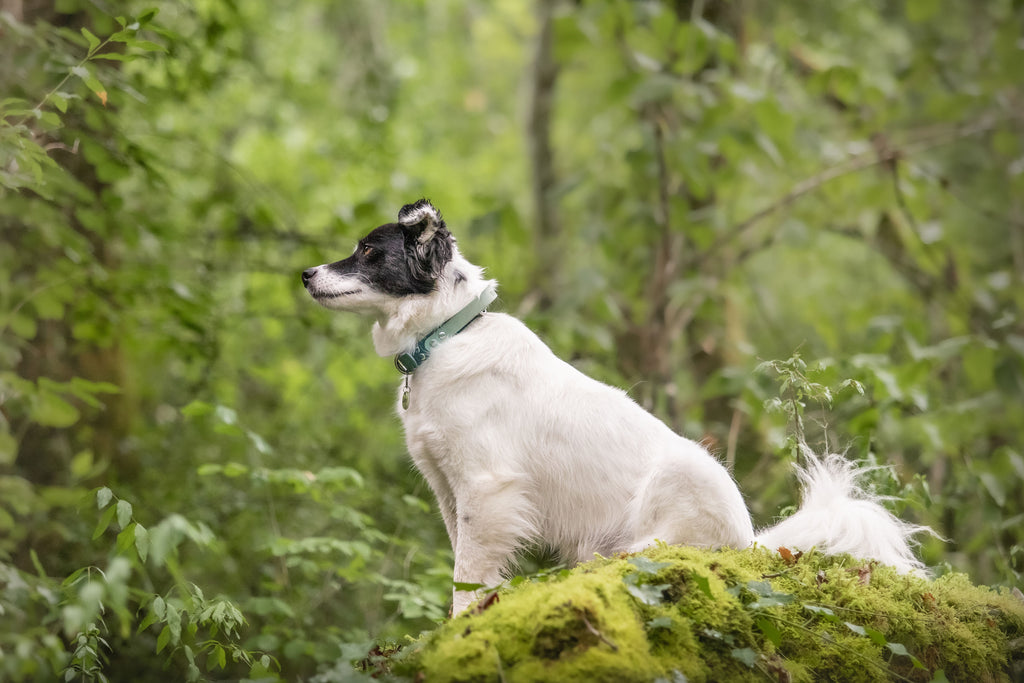 BioThane® Grip Collar