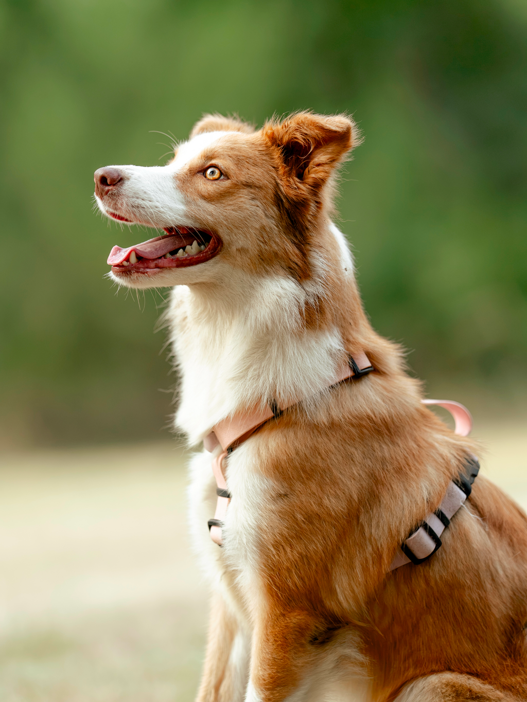 Harnais 25MM (10kg < 🐕 < 40kg)