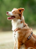 Harnais 25MM (10kg < 🐕 < 40kg)