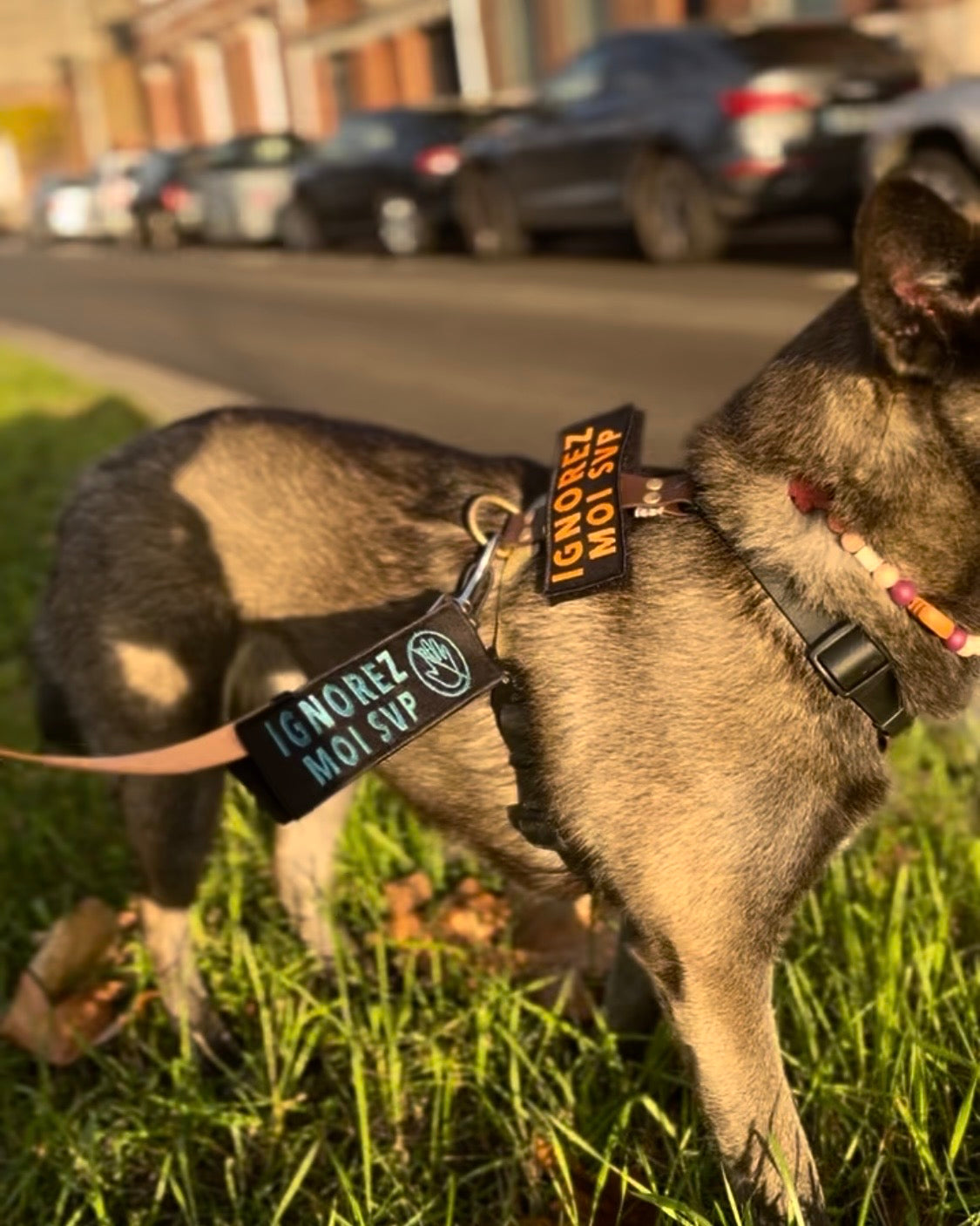 Le manchon de laisse