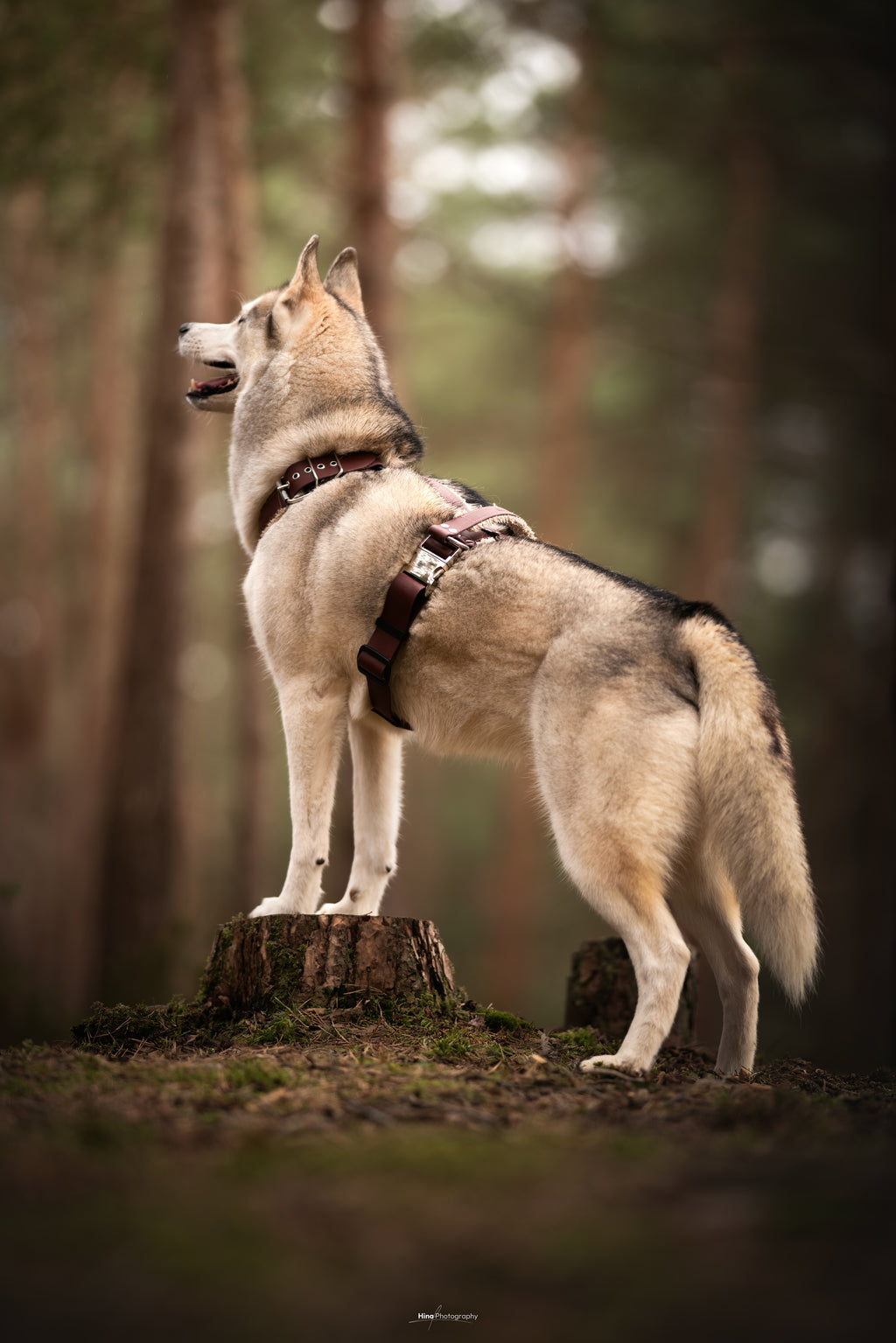 Harnais tout doux 🐑