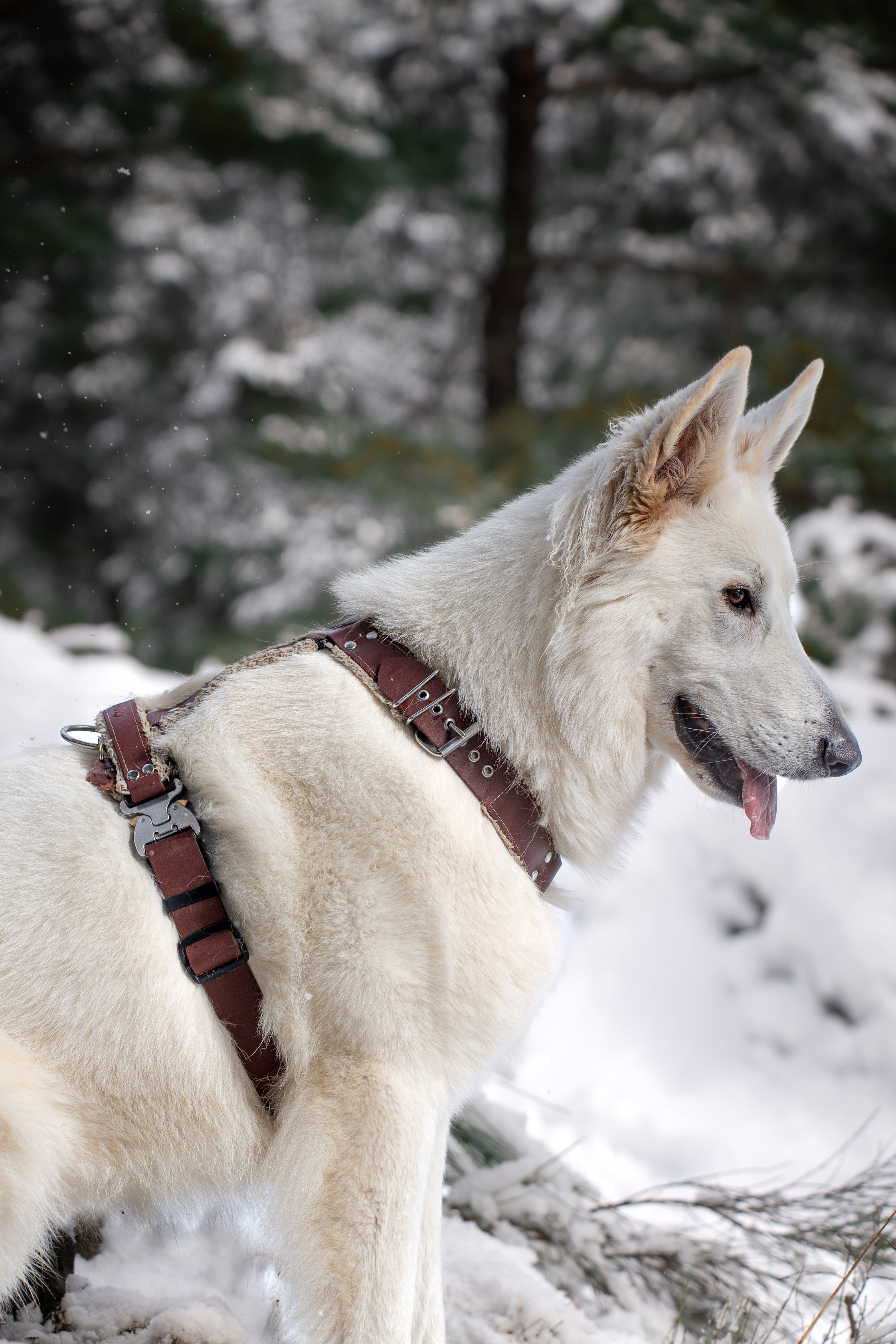 Harnais tout doux 🐑