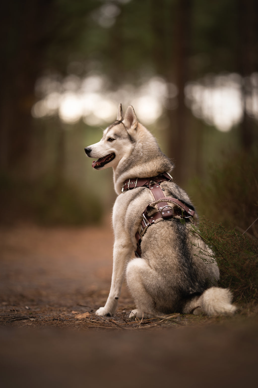 Harnais tout doux 🐑