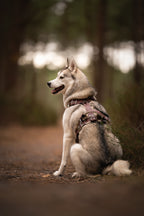 Harnais tout doux 🐑