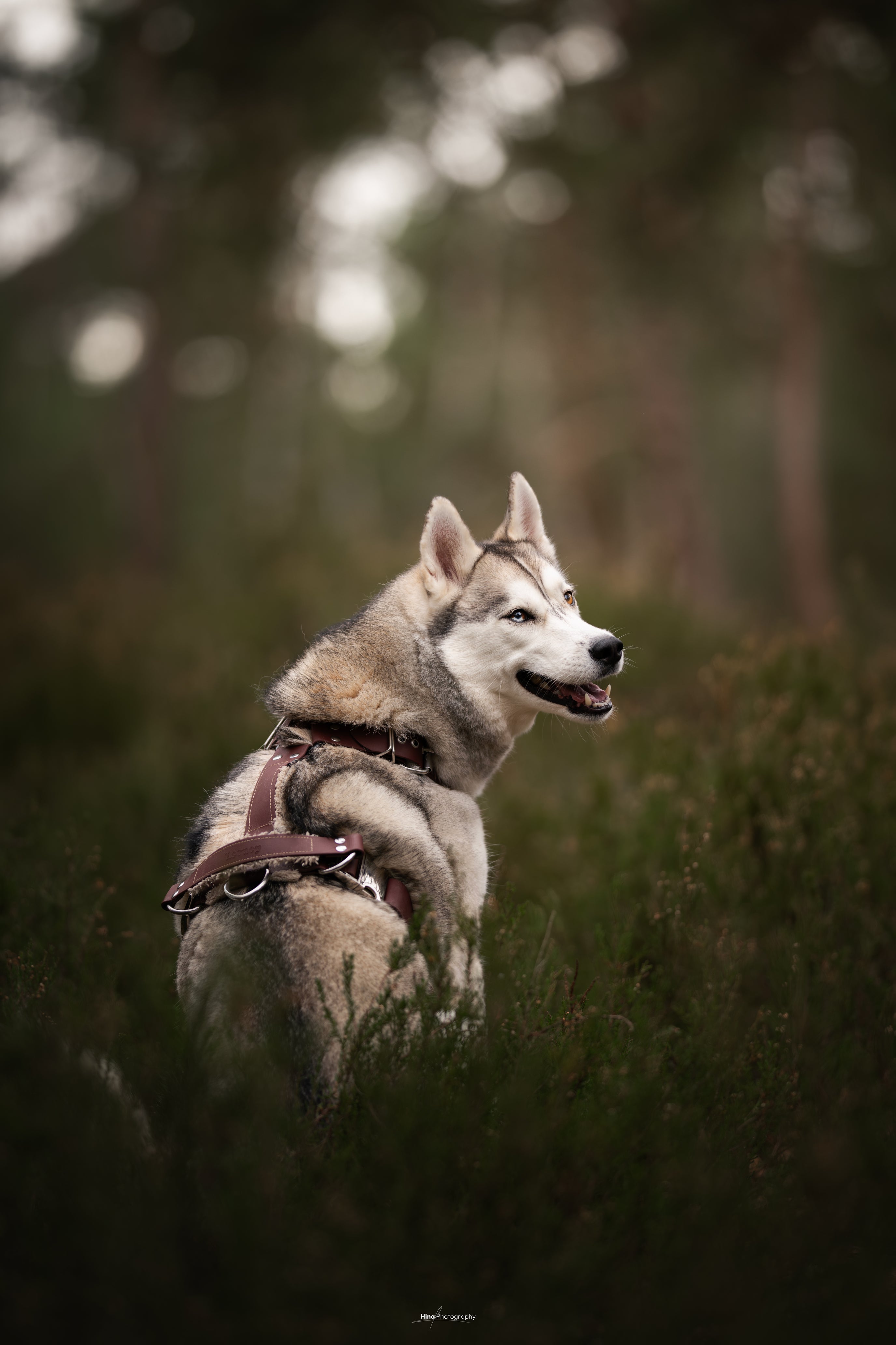 Harnais tout doux 🐑