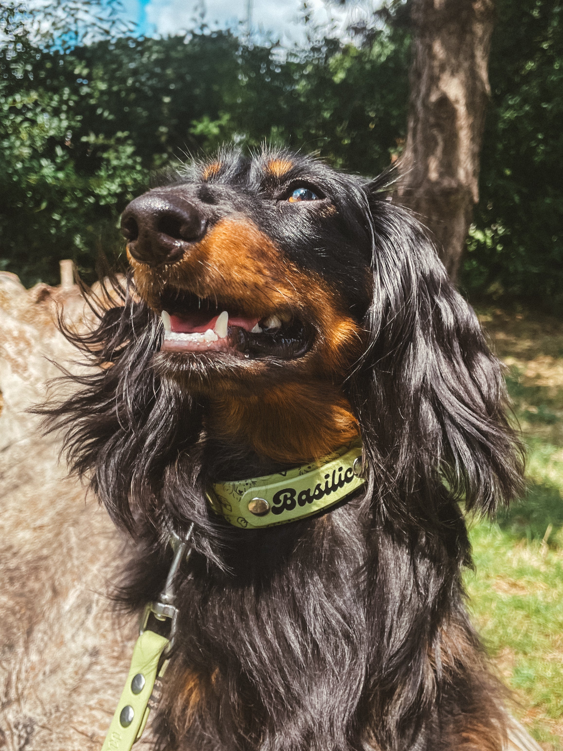 Pack Horney x Sticky Lily