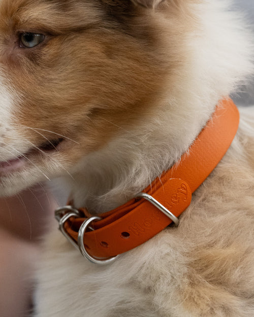 Collier BioThane® chiot