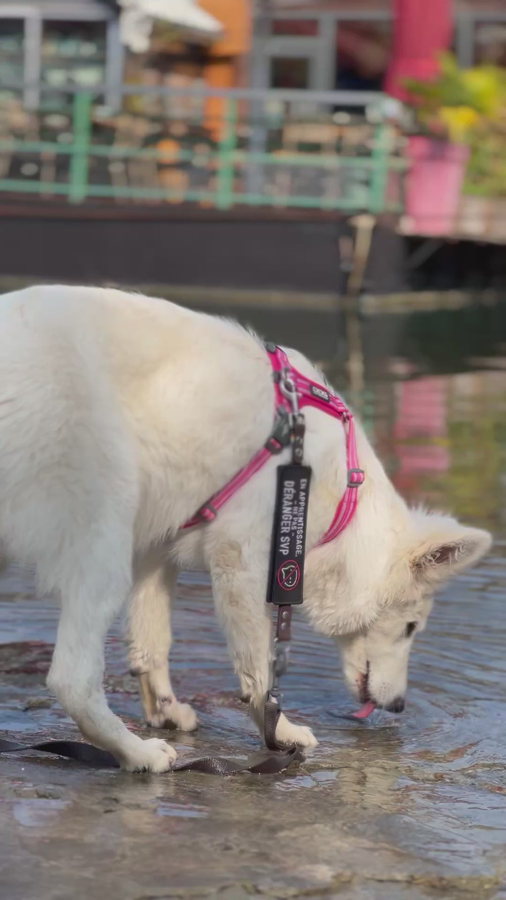 Le pack - Patch'Alerte