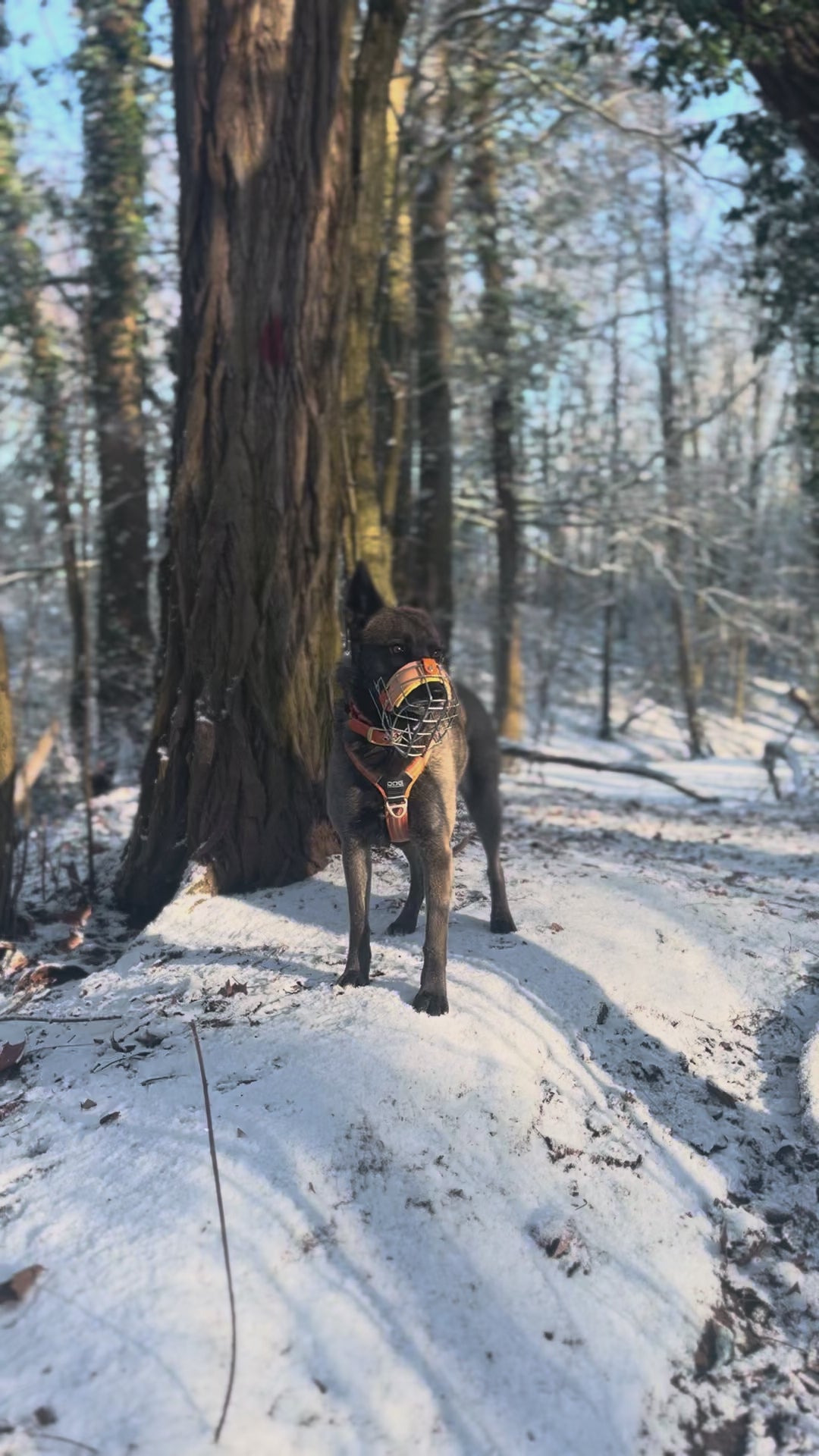 Modification de votre mumuselière